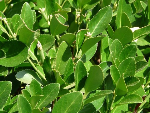 ALLORO ERBA AROMATICA GUIDA PASSO PASSO COME PRENDERSENE CURA E